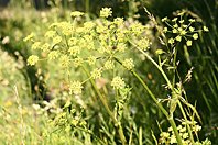Heracleum sibiricum